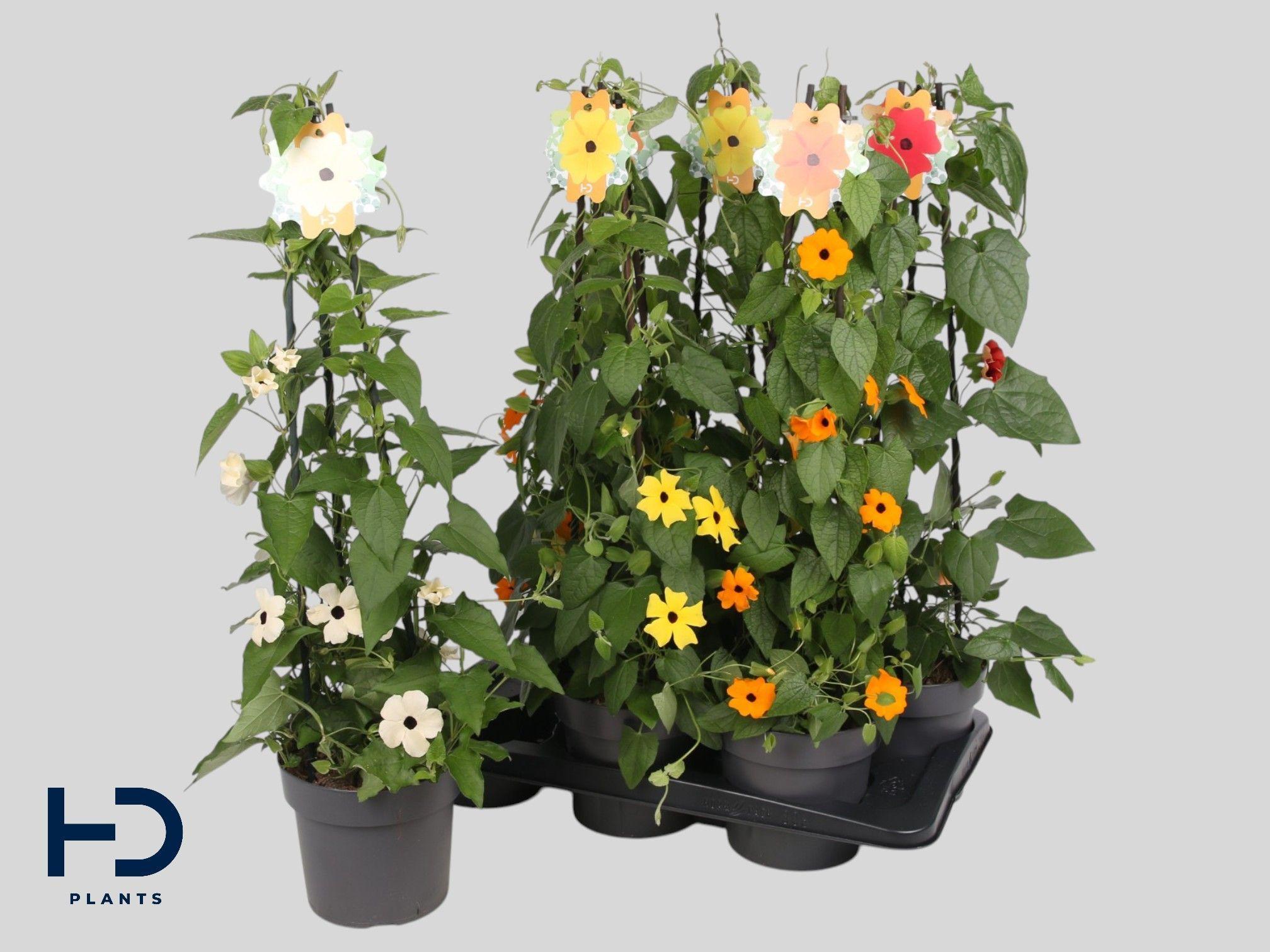 Горшечные цветы и растения оптом Thunb Alata от 6шт из Голландии с доставкой по России