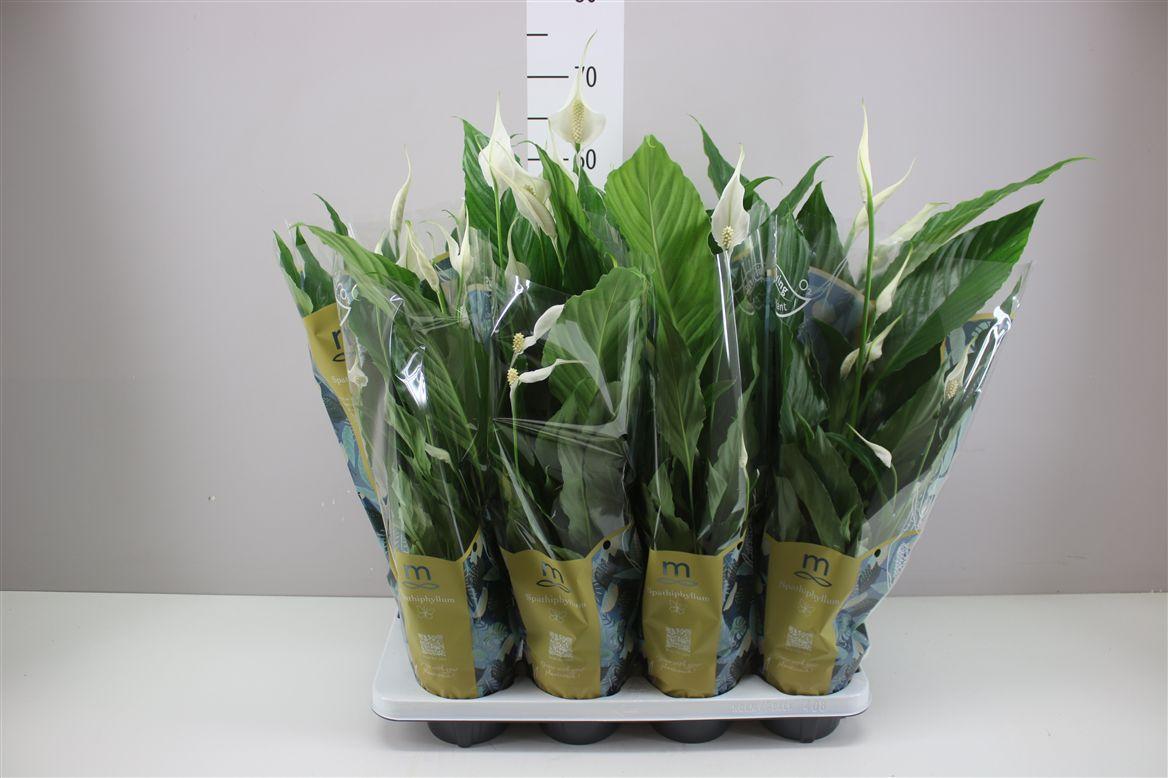 Горшечные цветы и растения оптом Spathiphyllum Sweet Chico от 8шт из Голландии с доставкой по России