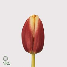 Срезанные цветы оптом Tulipa si leen van der mark от 200шт из Голландии с доставкой по России