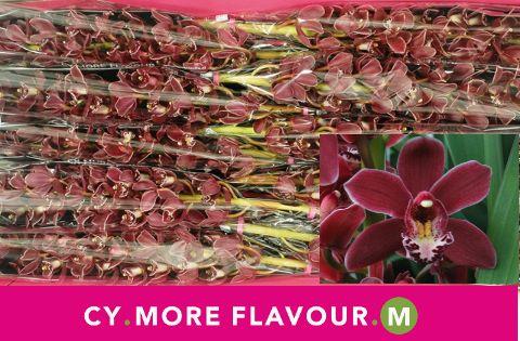 Срезанные цветы оптом Minicymbidium sultan от 5шт. из Голландии с доставкой по России