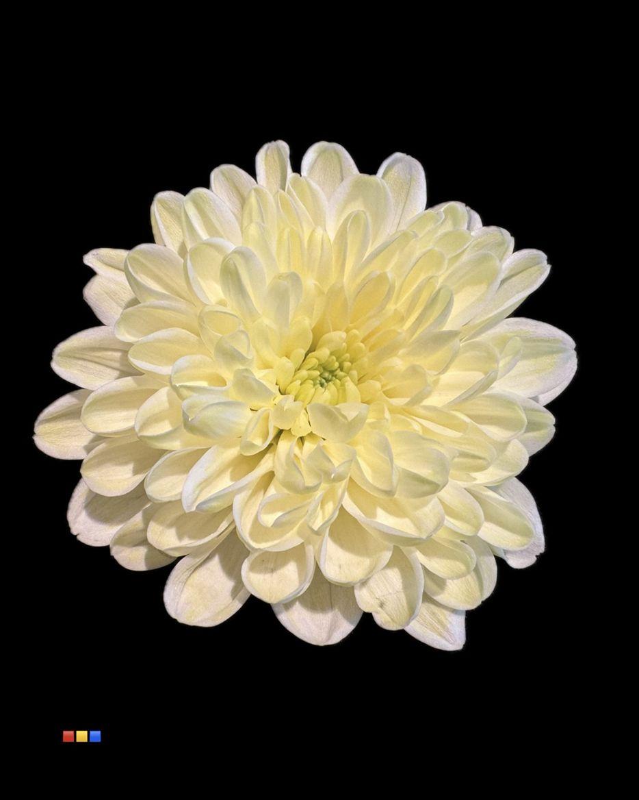 Срезанные цветы оптом Chrys sp paint altaj pastel yellow от 40шт из Голландии с доставкой по России