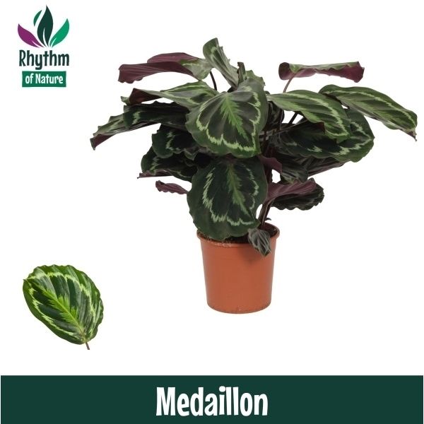 Горшечные цветы и растения оптом Calathea Medaillon (rhythum Of Nature) от 8шт из Голландии с доставкой по России