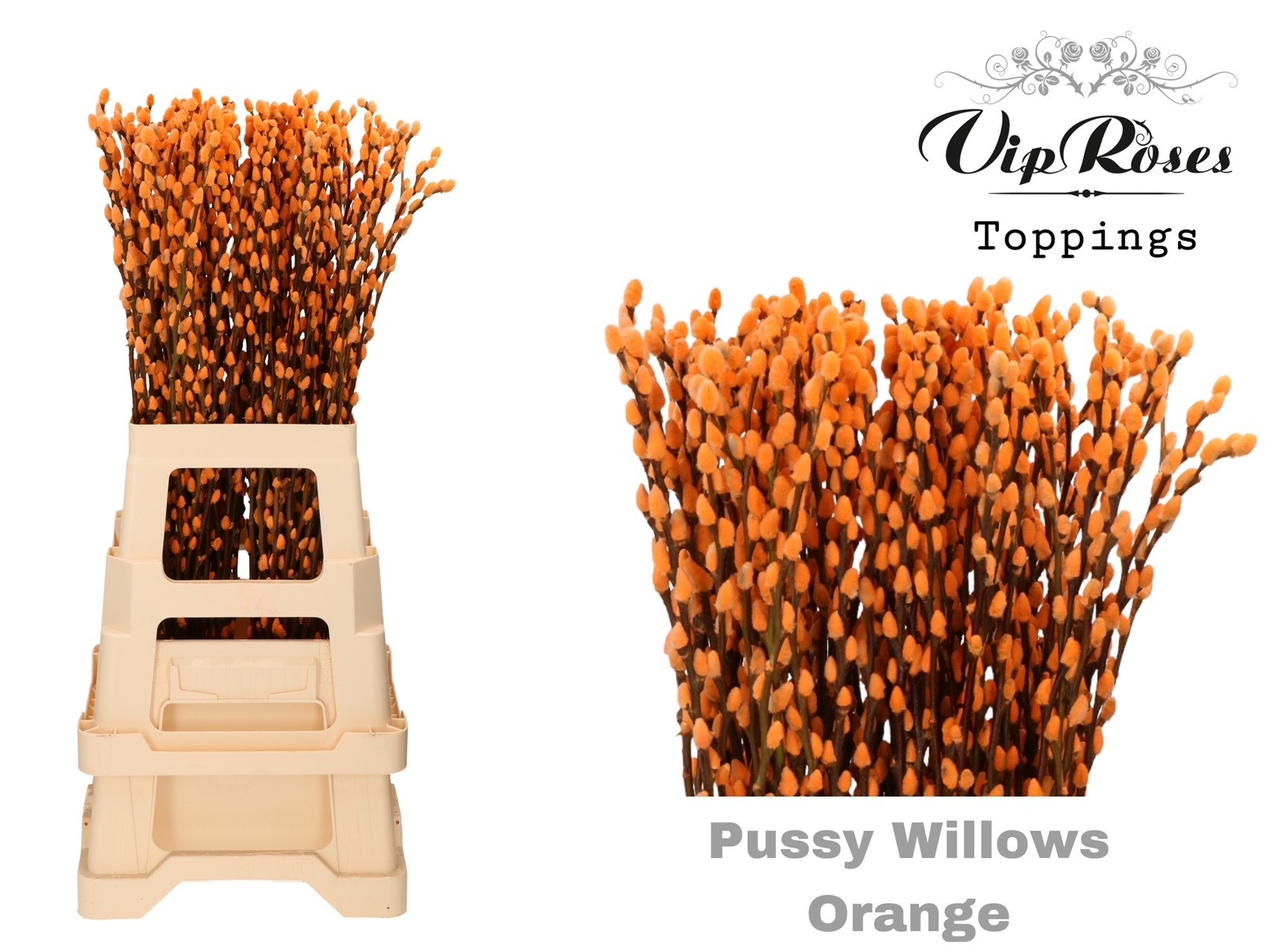 Срезанные цветы оптом Salix paint pussy willow orange от 100шт из Голландии с доставкой по России