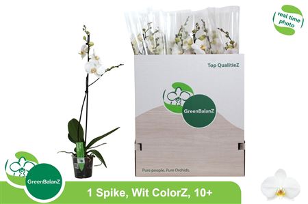 Горшечные цветы и растения оптом Phal Ov Wit 1 Branche 10+ от 12шт из Голландии с доставкой по России