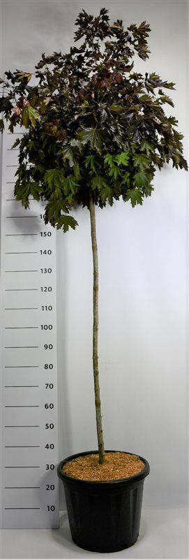 Горшечные цветы и растения оптом Acer Plat Crimson Sentry от 1шт из Голландии с доставкой по России