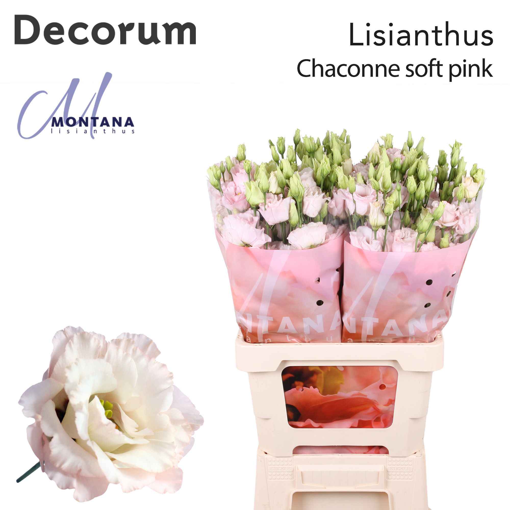 Срезанные цветы оптом Lisianthus do chaconne soft от 20шт из Голландии с доставкой по России