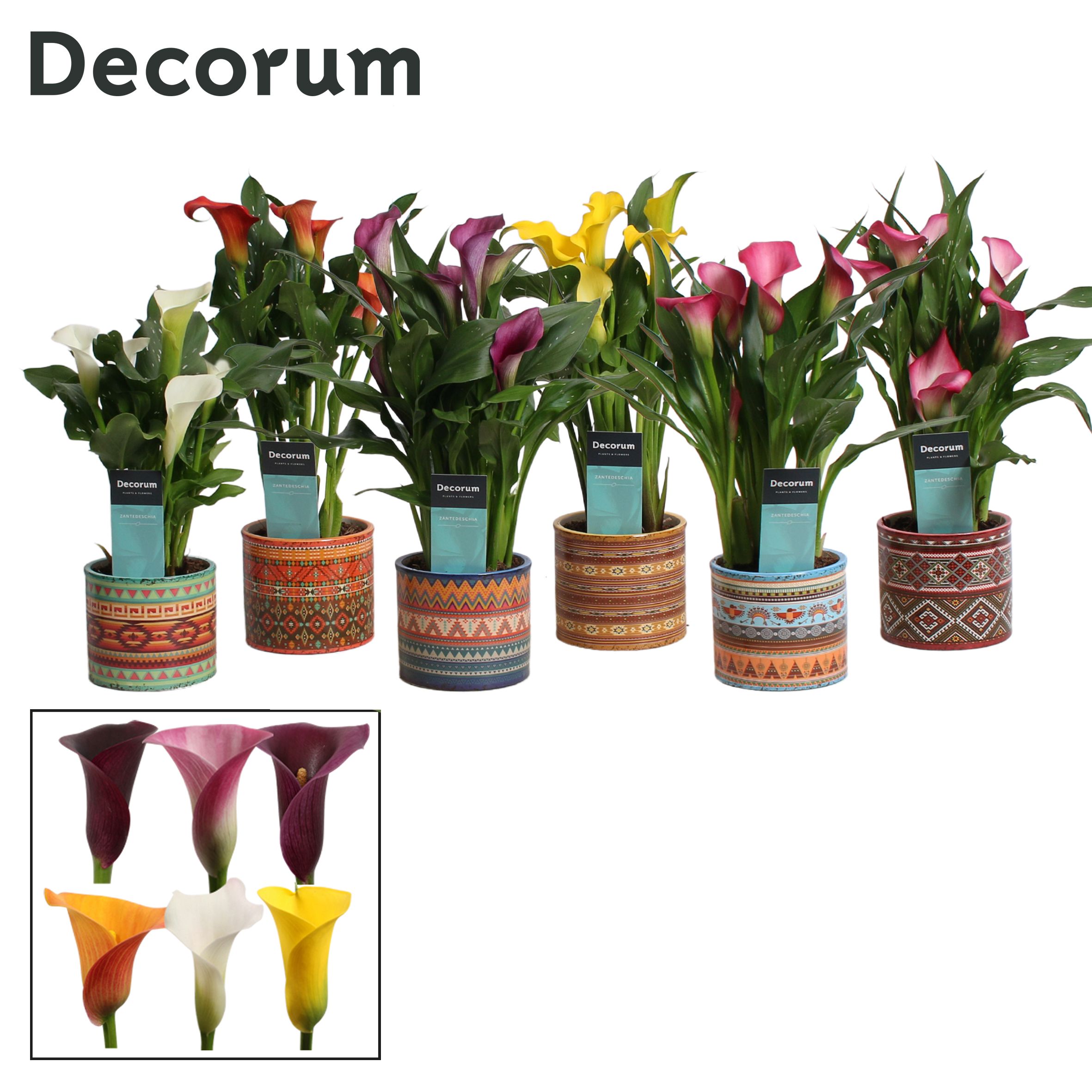 Горшечные цветы и растения оптом Zantedeschia Mix In Pot Africa (decorum) от 6шт из Голландии с доставкой по России
