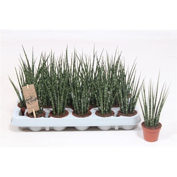 Горшечные цветы и растения оптом Sansevieria Fernwood Mikado от 20шт (для телеги) из Голландии с доставкой по России