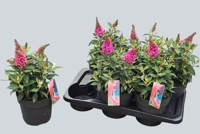 Горшечные цветы и растения оптом Budd Bfc Little Pink от 6шт из Голландии с доставкой по России