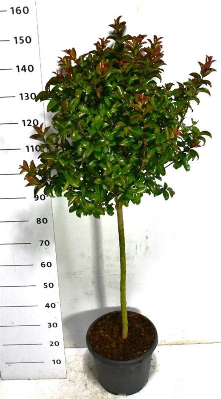 Горшечные цветы и растения оптом Lagerstroemia I. Berry Dazzle On Stem от 1шт из Голландии с доставкой по России