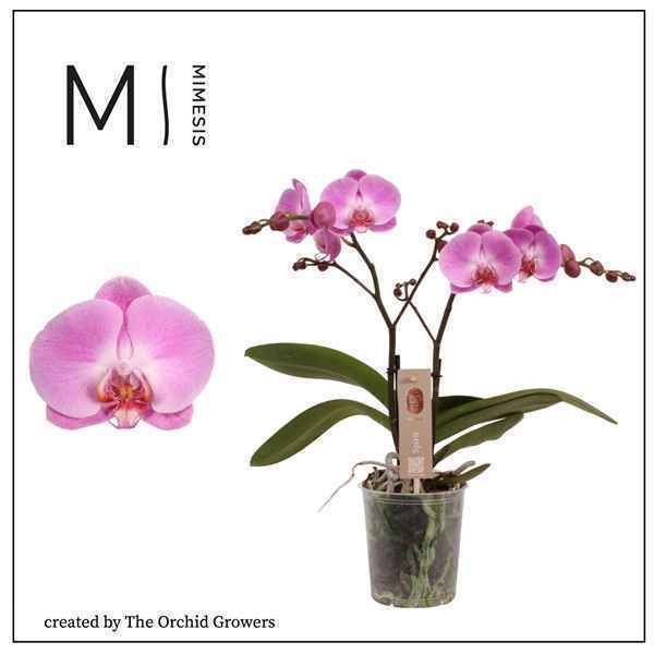 Горшечные цветы и растения оптом Phal 2st Spirit Pink 16+ (orchid Growers) от 6шт из Голландии с доставкой по России