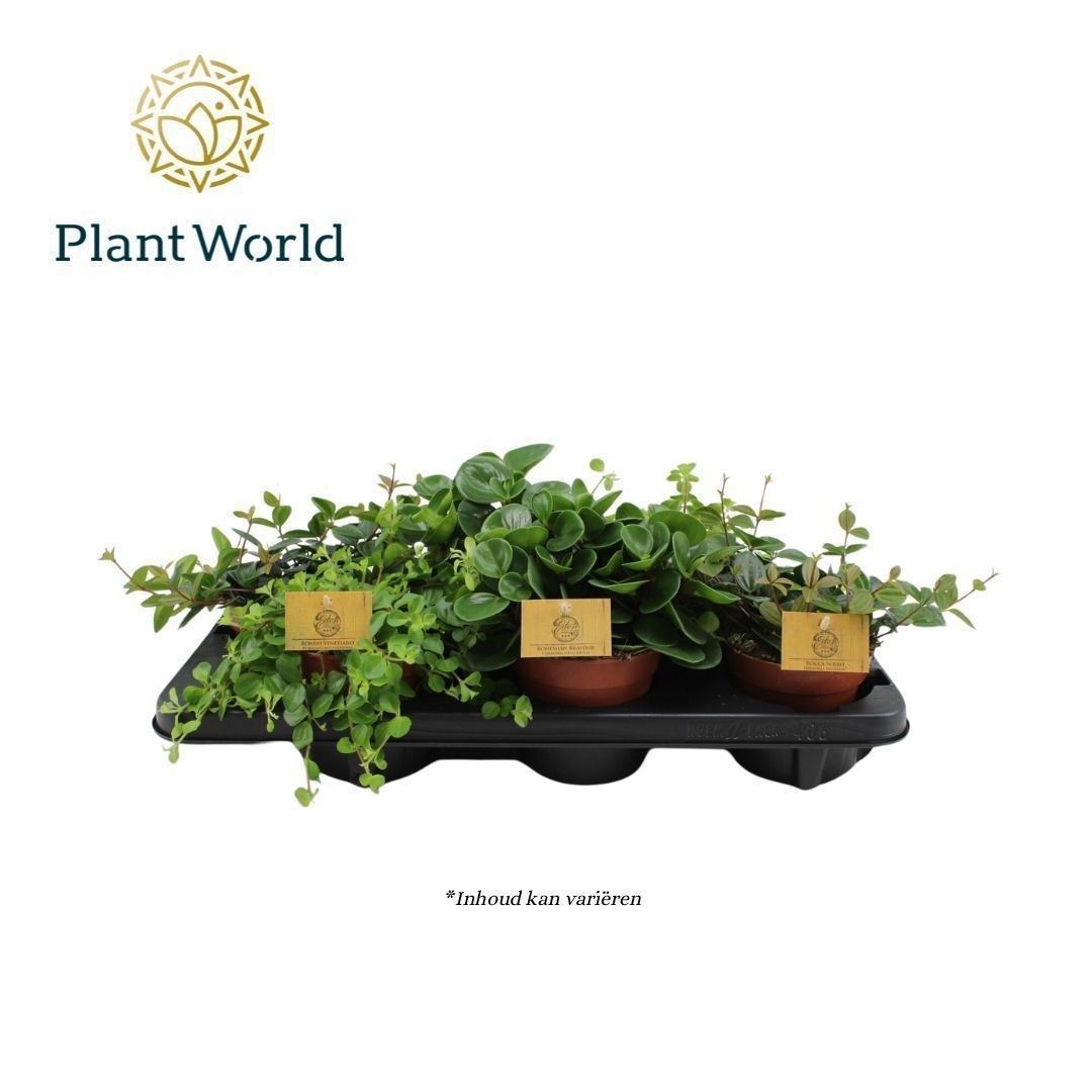 Горшечные цветы и растения оптом Peperomia Mix от 6шт из Голландии с доставкой по России