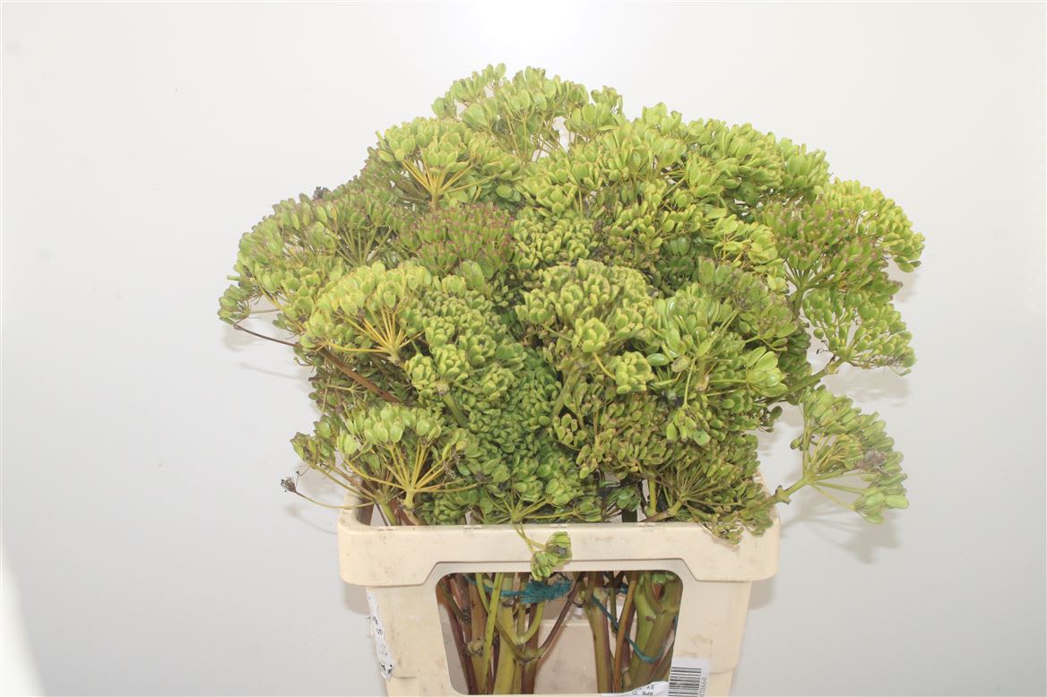 Срезанные цветы оптом Foeniculum vulgare от 5шт из Голландии с доставкой по России