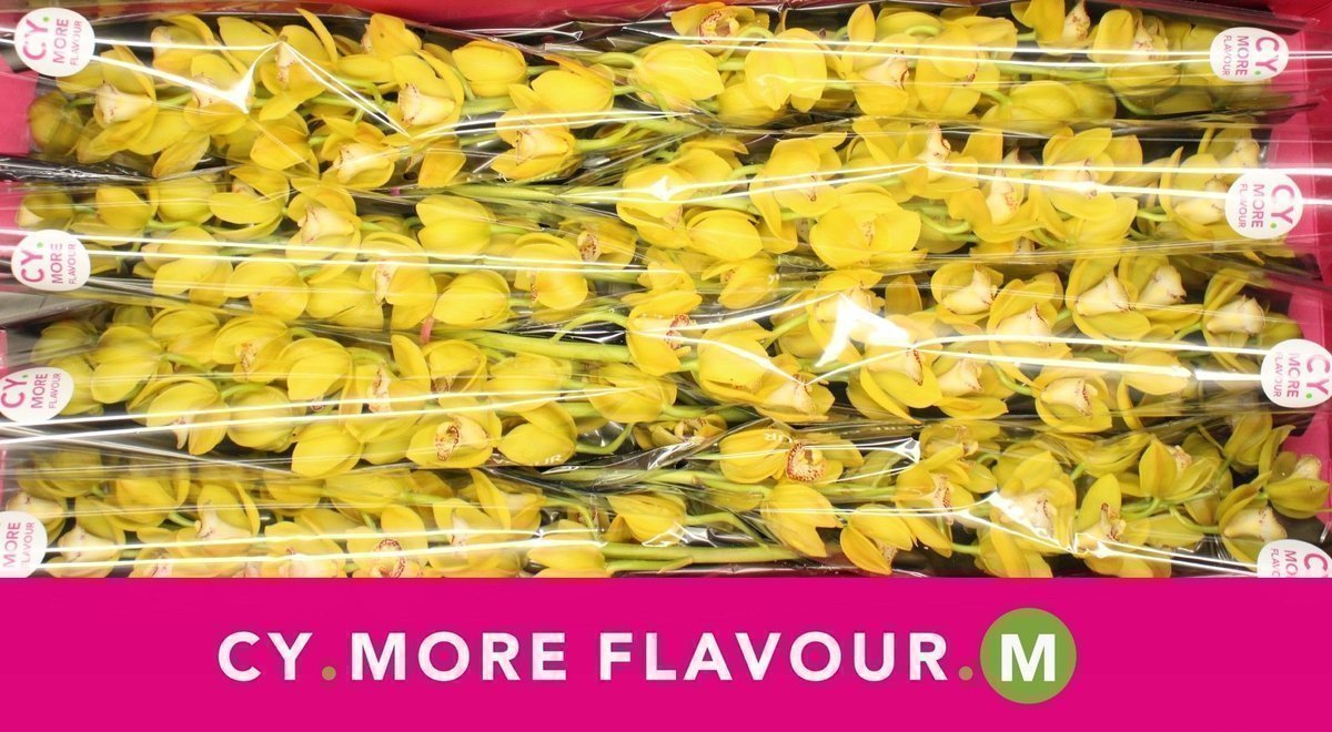 Срезанные цветы оптом Minicymbidium от 8шт из Голландии с доставкой по России