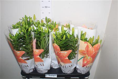 Горшечные цветы и растения оптом Lil As Gem 3 Pp от 9шт из Голландии с доставкой по России