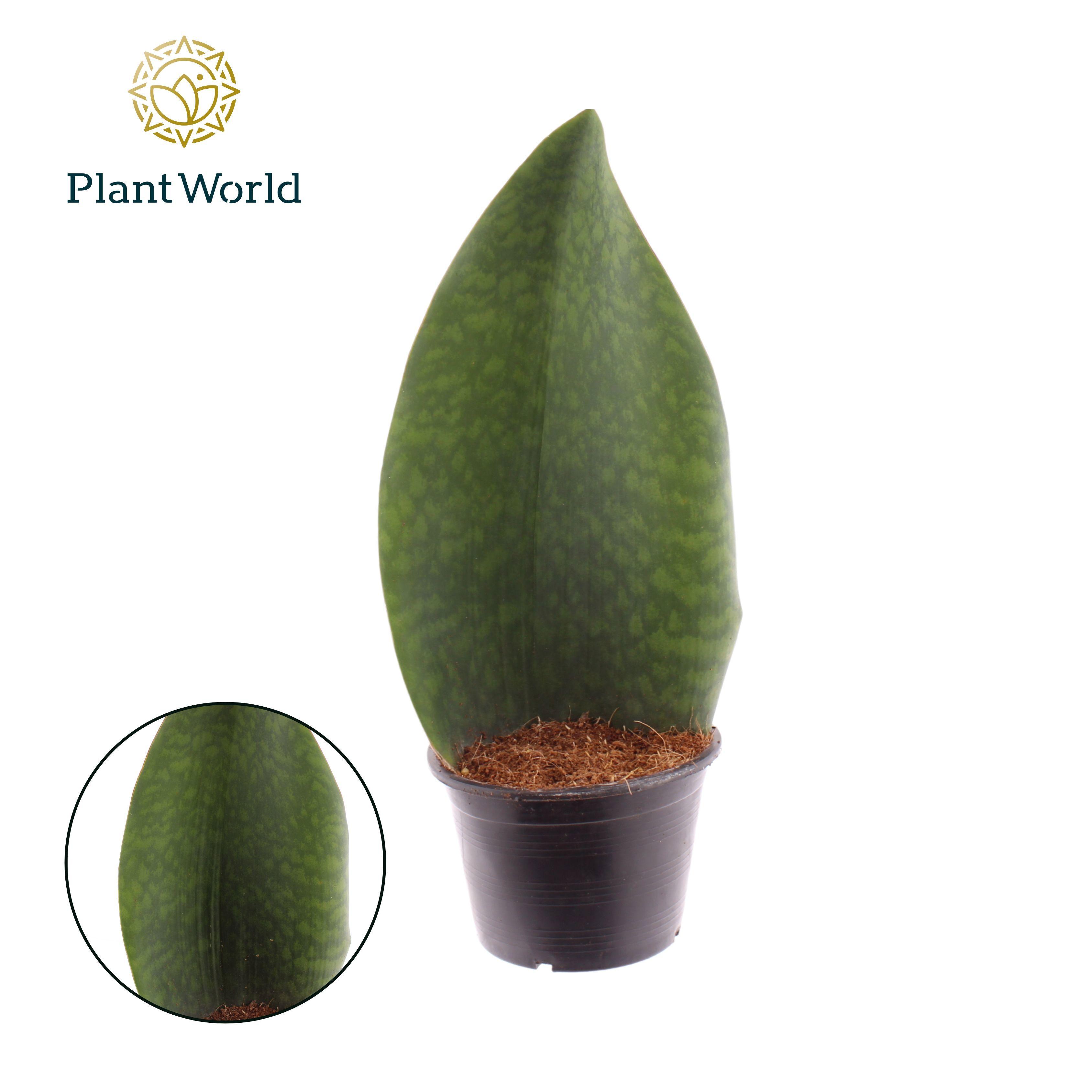 Горшечные цветы и растения оптом Sansevieria Masoniana Whale Fin от 7шт из Голландии с доставкой по России