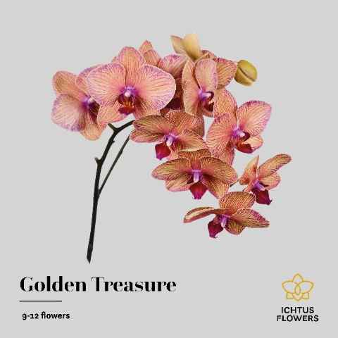 Срезанные цветы оптом Phalaenopsis golden treasure (per stem) от 4шт... из Голландии с доставкой по России