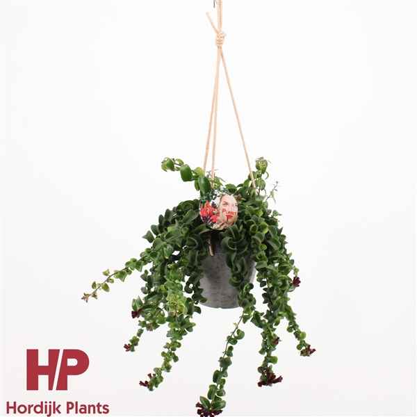 Горшечные цветы и растения оптом Aeschynanthus Rasta In Ceramic Hanging Pot от 6шт из Голландии с доставкой по России