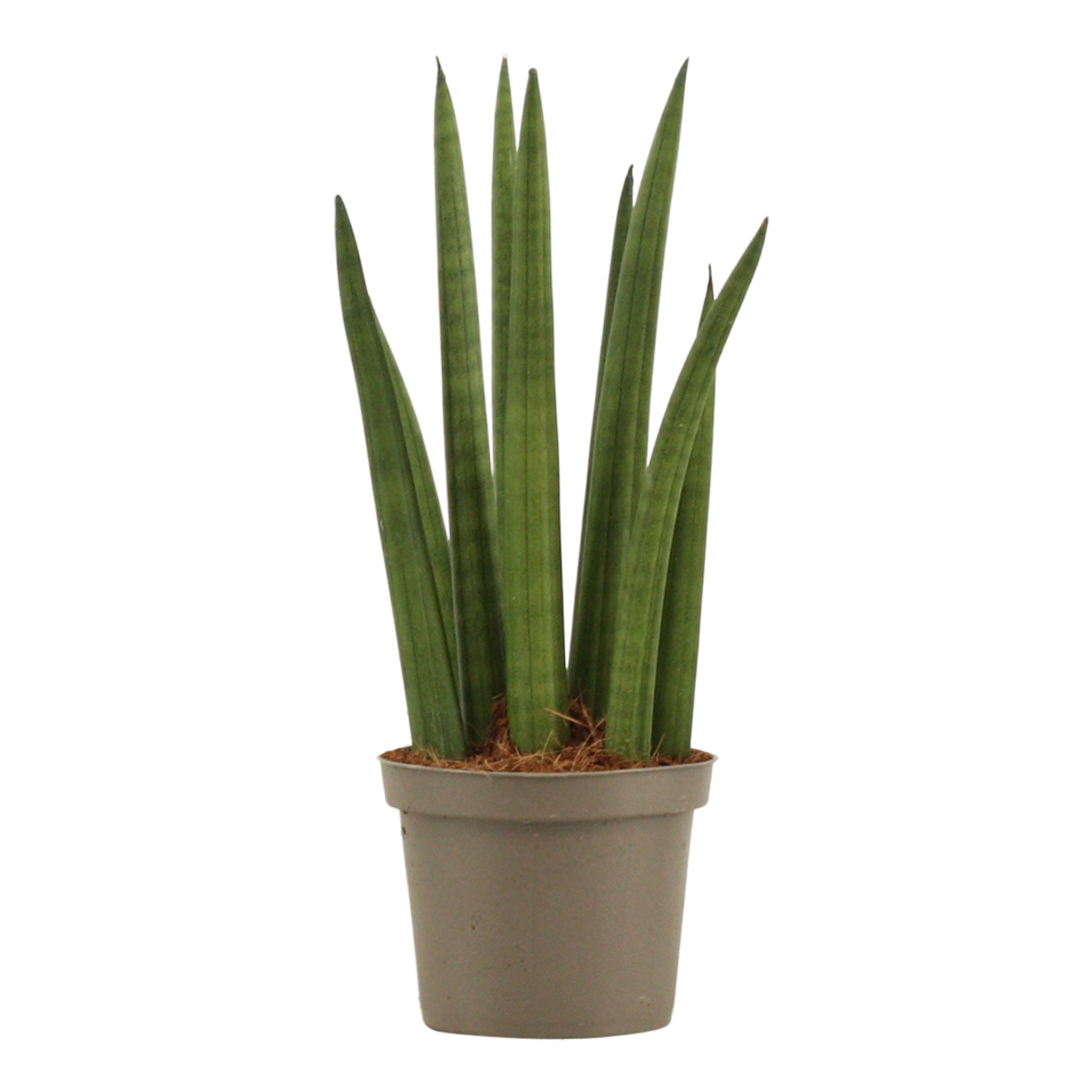 Горшечные цветы и растения оптом Sansevieria Cylindrica Rocket от 18шт (для телеги) из Голландии с доставкой по России
