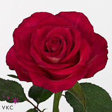 Срезанные цветы оптом Rosa large nicoletta от 40шт из Голландии с доставкой по России