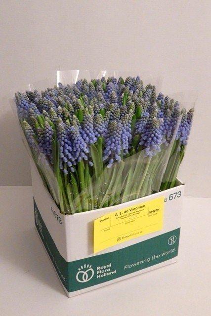 Срезанные цветы оптом Muscari blue от 200шт из Голландии с доставкой по России