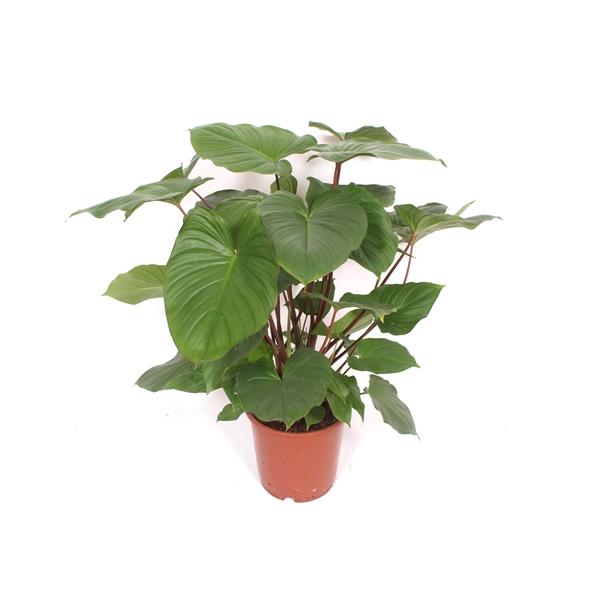 Горшечные цветы и растения оптом Homalomena Rubescens Maggy от 1шт из Голландии с доставкой по России