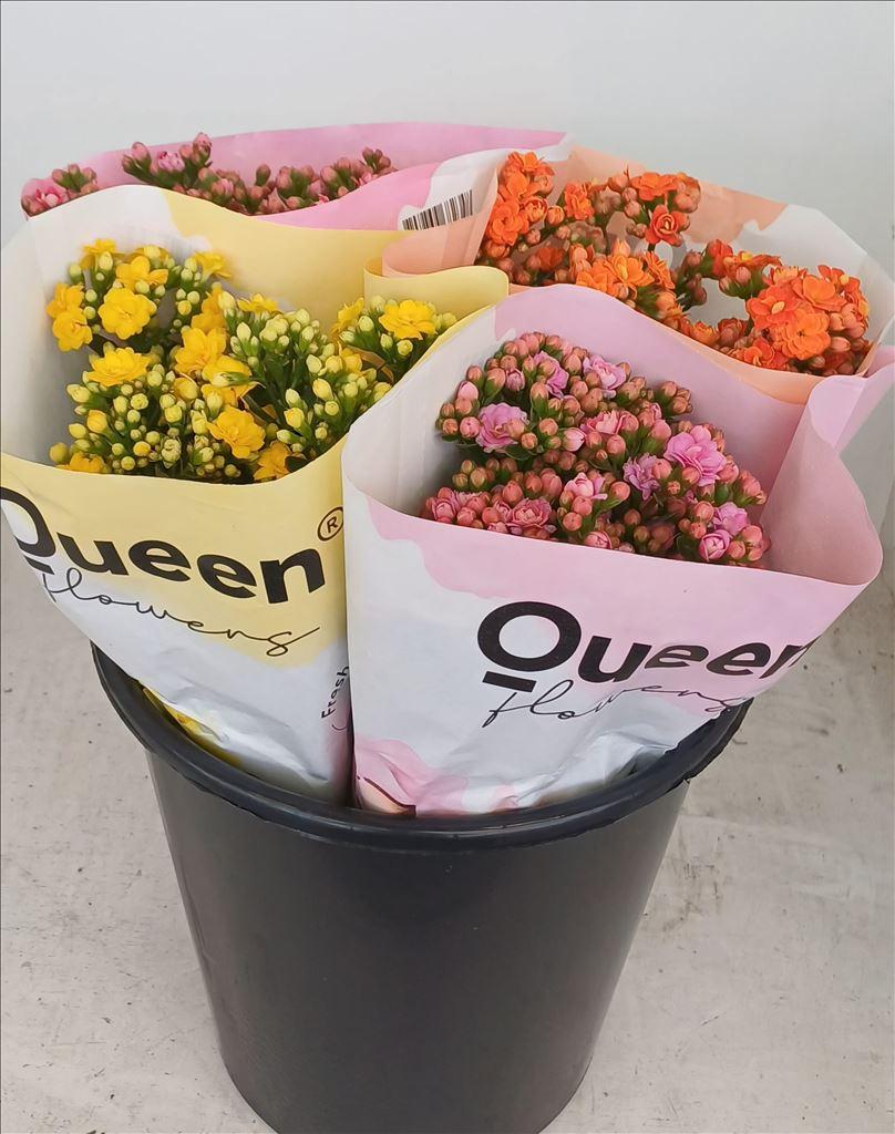 Срезанные цветы оптом Kalanchoe mix от 20шт из Голландии с доставкой по России