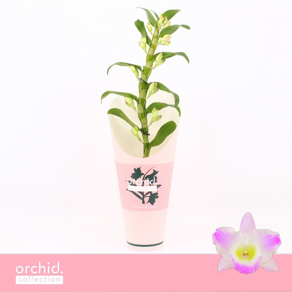 Горшечные цветы и растения оптом Dendr Nob 1st Pandora Orchid Collect от 6шт из Голландии с доставкой по России