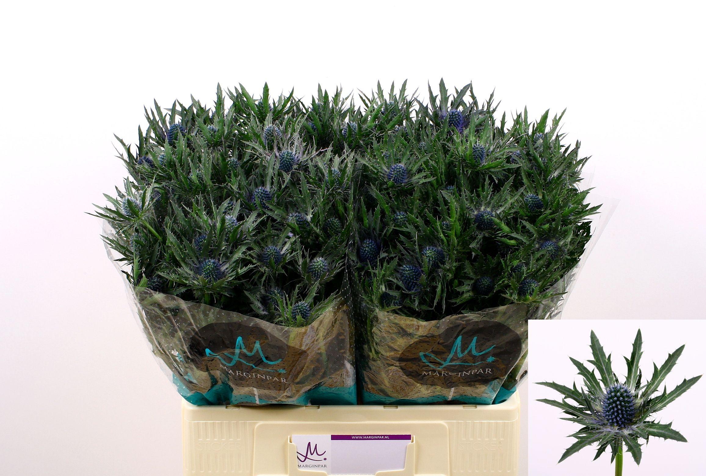 Срезанные цветы оптом Eryngium orion от 40шт. из Голландии с доставкой по России
