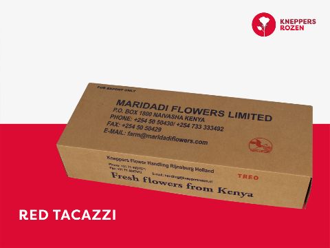 Срезанные цветы оптом Rosa la red tacazzi от 360шт из Голландии с доставкой по России