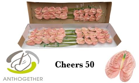 Срезанные цветы оптом Anthurium cheers от 50шт из Голландии с доставкой по России