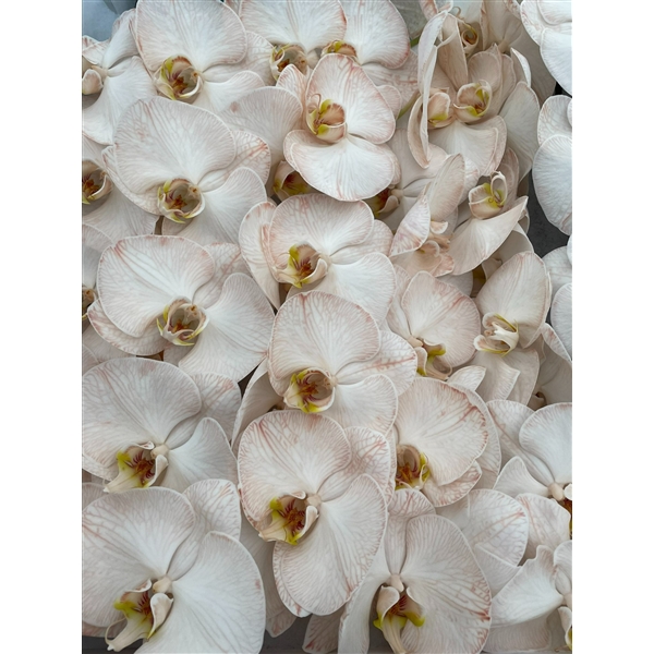 Срезанные цветы оптом Phalaenopsis paint caramel от 10шт из Голландии с доставкой по России