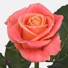 Срезанные цветы оптом Rosa large miss piggy от 60шт. из Голландии с доставкой по России