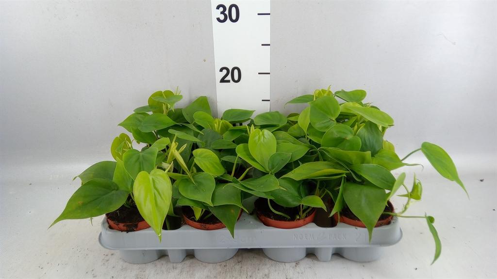 Горшечные цветы и растения оптом Philodendron Scand. от 12шт (для телеги) из Голландии с доставкой по России