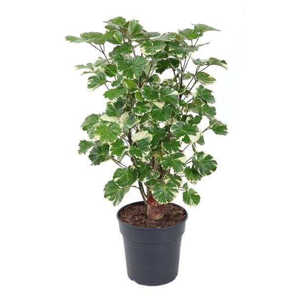 Горшечные цветы и растения оптом Polyscias Balfouriana Branched от 1шт из Голландии с доставкой по России