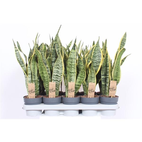 Горшечные цветы и растения оптом Sansevieria Laurentii от 10шт из Голландии с доставкой по России