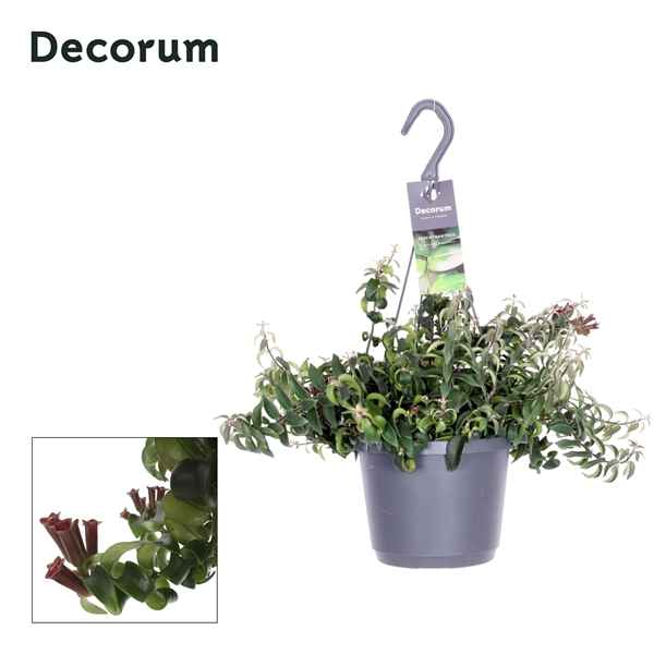 Горшечные цветы и растения оптом Aeschynanthus Swing Hangpot (decorum) от 6шт из Голландии с доставкой по России