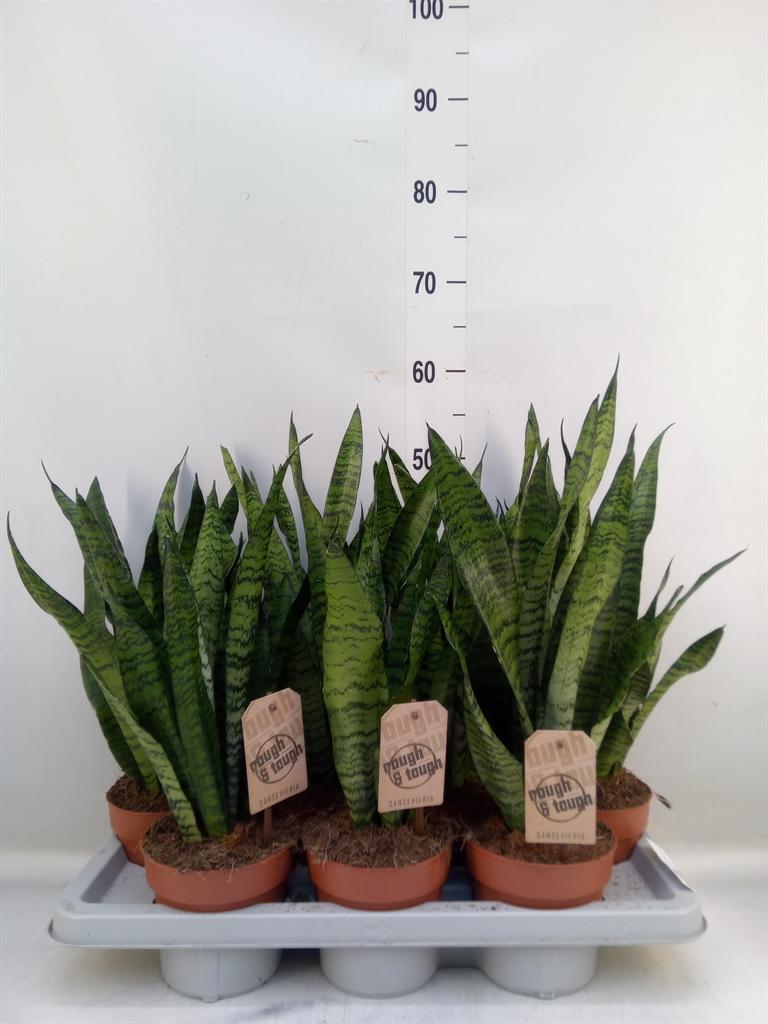 Горшечные цветы и растения оптом Sansevieria Zeylanica от 7шт' из Голландии с доставкой по России