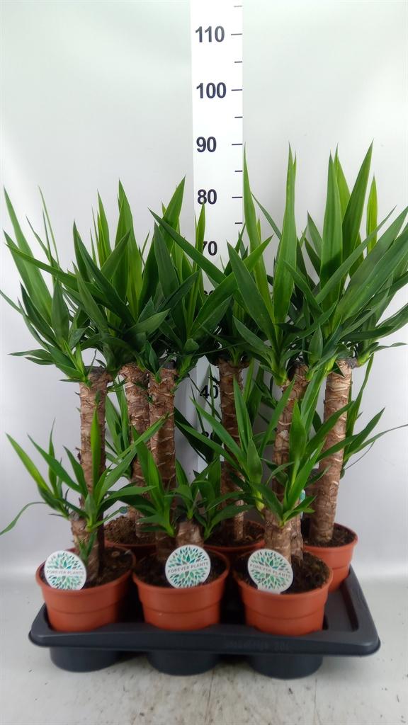 Горшечные цветы и растения оптом Yucca ... от 6шт из Голландии с доставкой по России