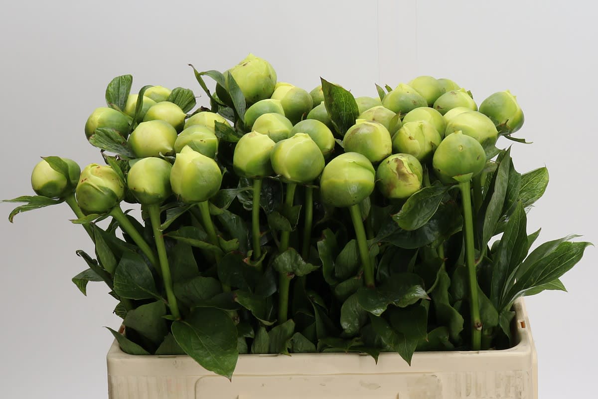 Срезанные цветы оптом Paeonia lemon chiffon от 40шт из Голландии с доставкой по России