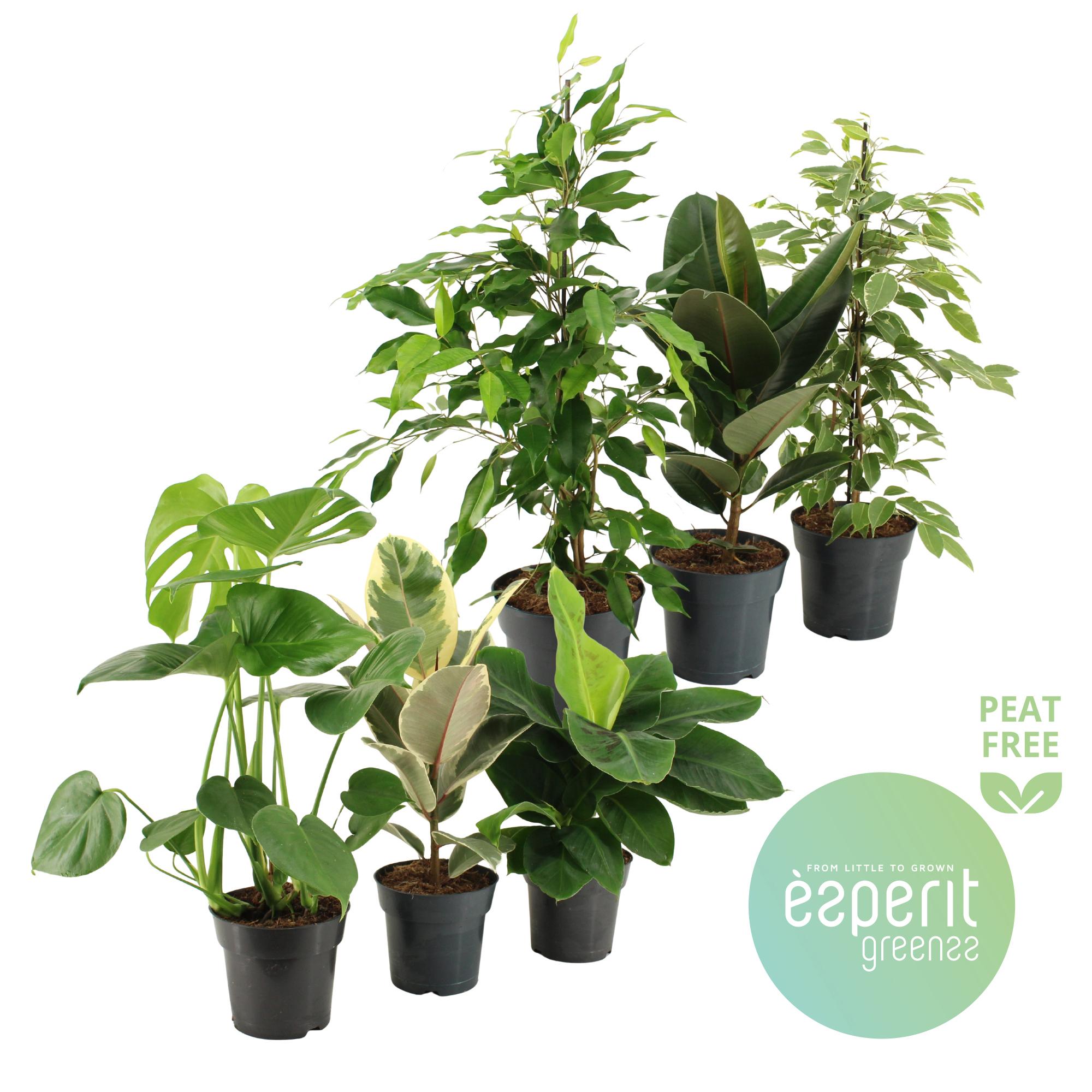 Горшечные цветы и растения оптом Greenmix Greenss 4-6 Srt] от 6шт из Голландии с доставкой по России