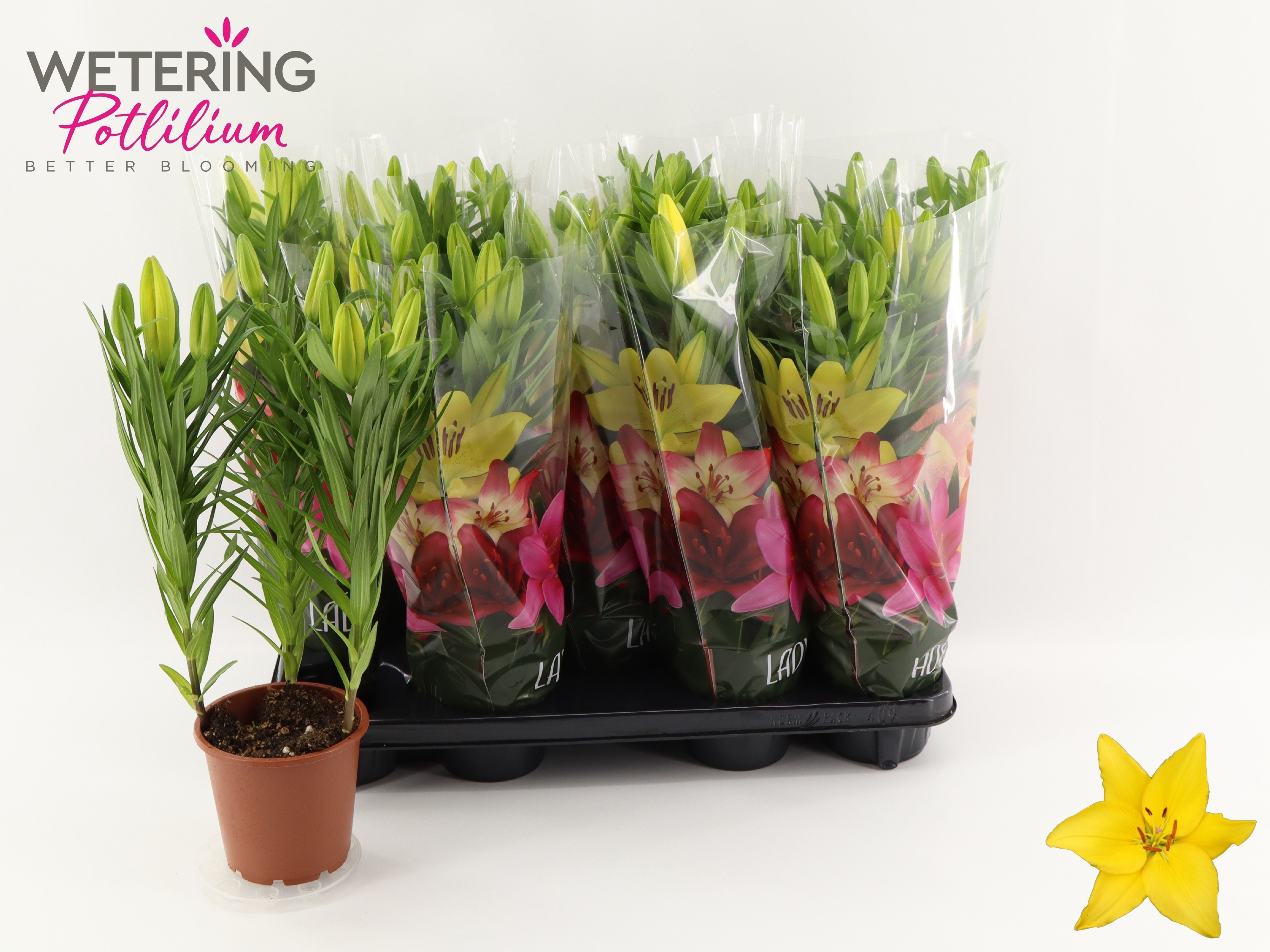 Горшечные цветы и растения оптом Lil As Tiny Ranger от 9шт из Голландии с доставкой по России