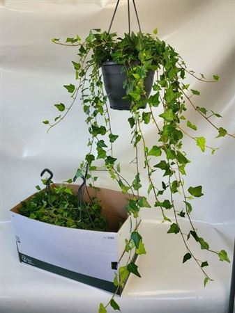 Горшечные цветы и растения оптом Hed He Wilco 90cm Rank от 4шт из Голландии с доставкой по России