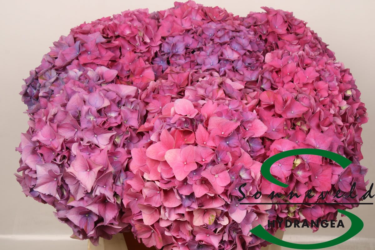 Срезанные цветы оптом Hydrangea glowing alps purple от 10шт из Голландии с доставкой по России