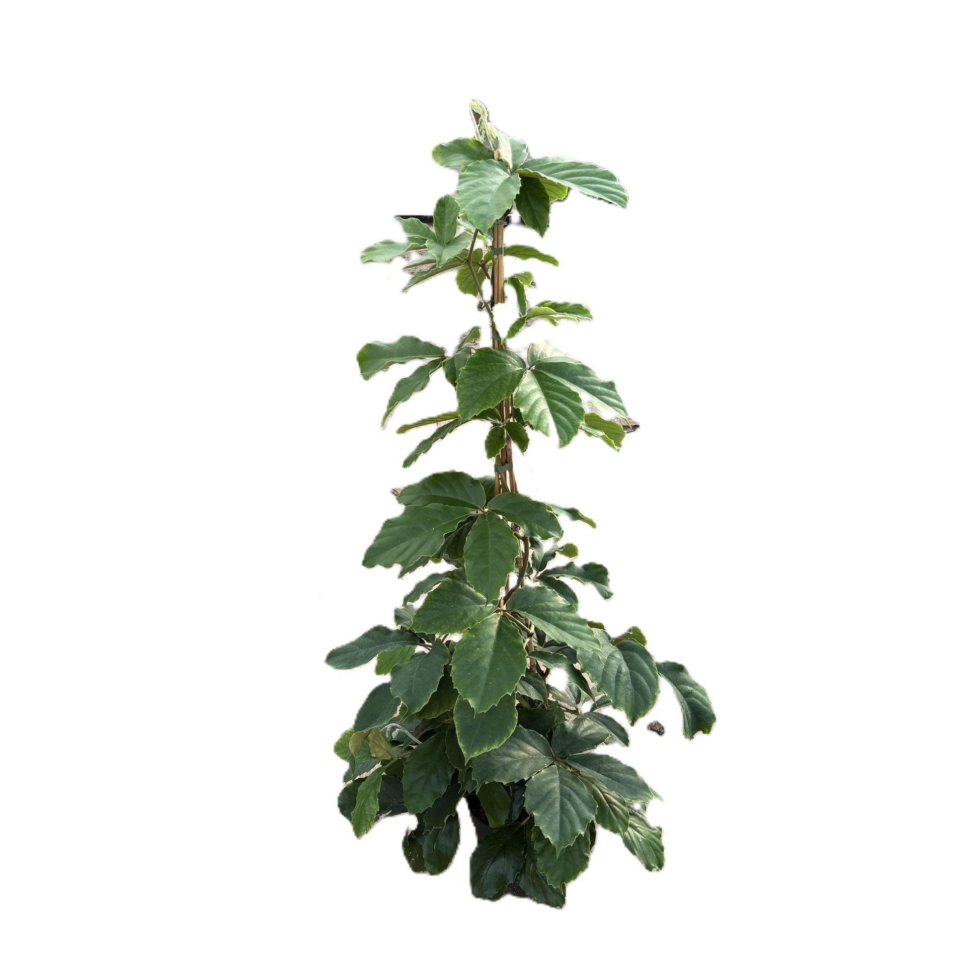 Горшечные цветы и растения оптом Tetrastigma Voinierianum от 1шт из Голландии с доставкой по России