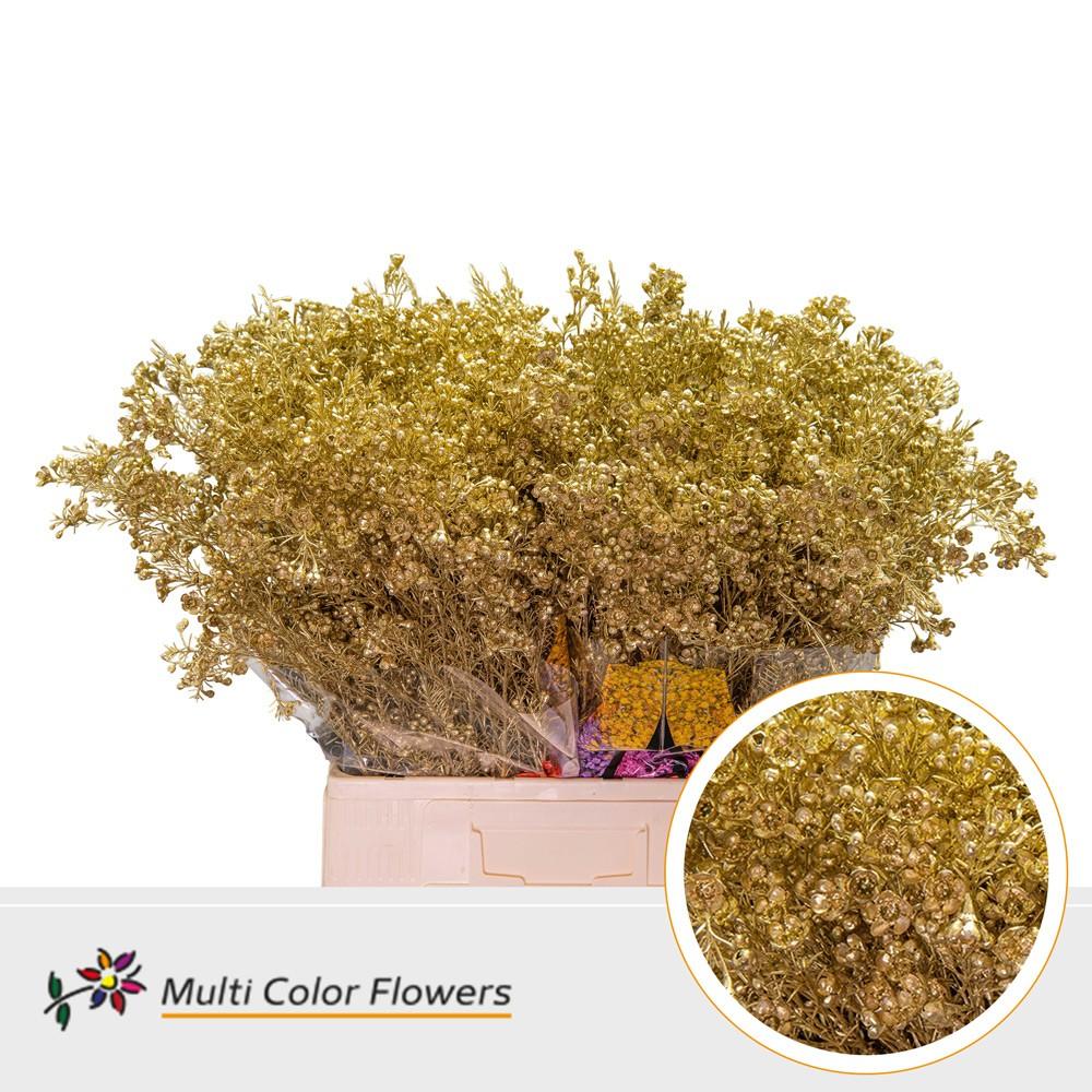 Срезанные цветы оптом Chamelaucium paint gold от 100шт из Голландии с доставкой по России