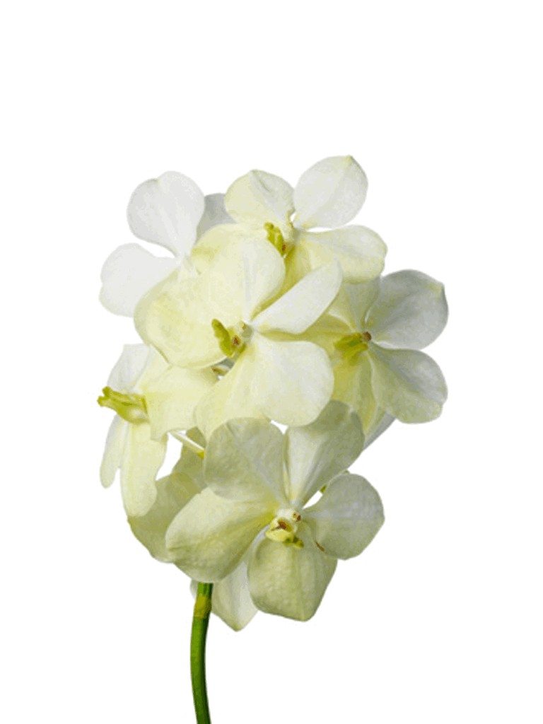 Срезанные цветы оптом Vanda tayanee white от 25шт из Голландии с доставкой по России
