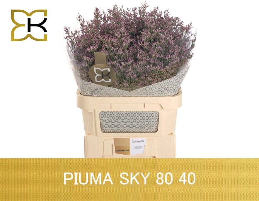 Срезанные цветы оптом Limonium piuma sky от 50шт из Голландии с доставкой по России