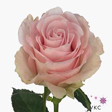 Срезанные цветы оптом Rosa large bisou от 60шт из Голландии с доставкой по России