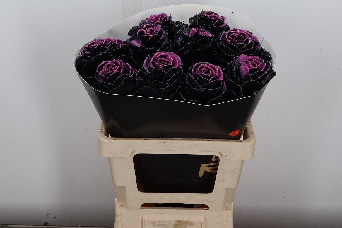 Срезанные цветы оптом Brassica wax black beauty от 10шт из Голландии с доставкой по России
